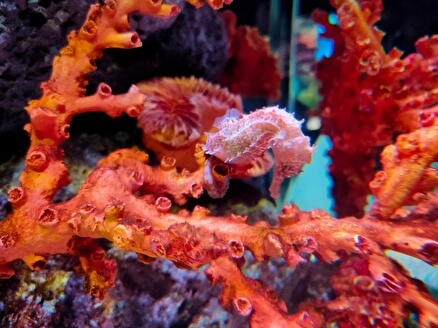 Океанариум Sea Life