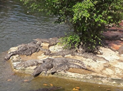 Крокодиловая ферма в экопарке Янг Бей