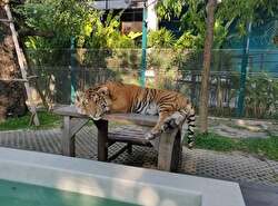 Тигровый зоопарк