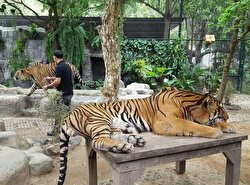 Зоопарк «Королевство тигров»