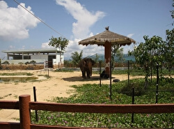 Сафари-парк FLC Zoo Quy Nhon
