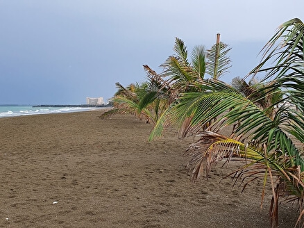 Пляж Umbrella