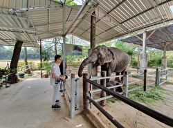 Слоновья ферма Kinnaree
