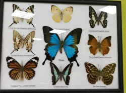 Музей Дом бабочек