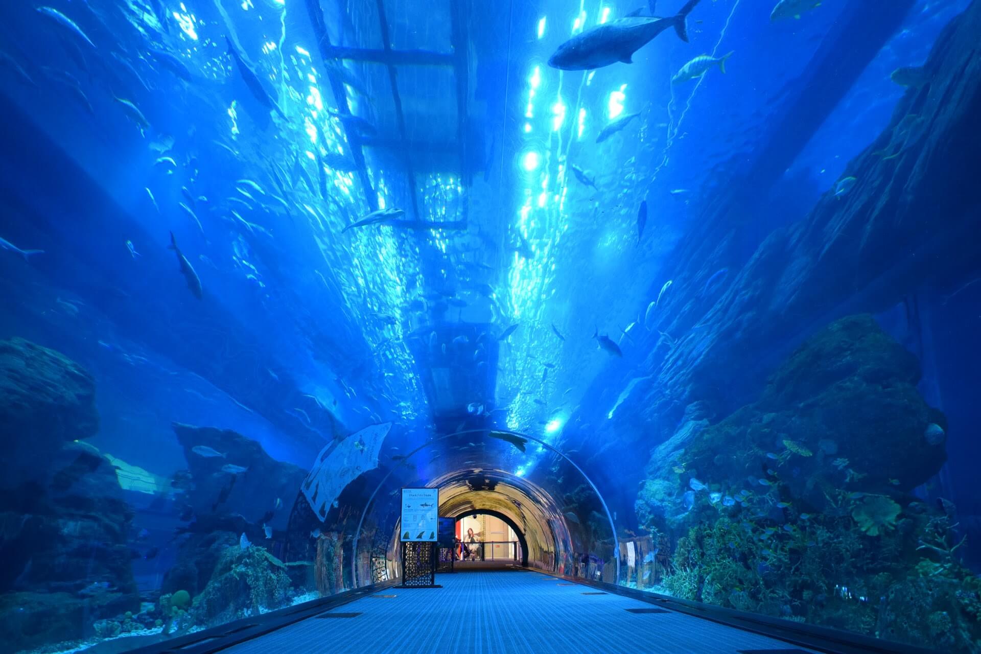 Дубай молл фото аквариума