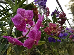 Ферма орхидей и бабочек