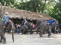 Слоновый лагерь Maetaman