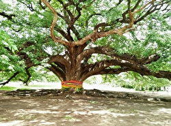 Гигантское дерево Чамчур